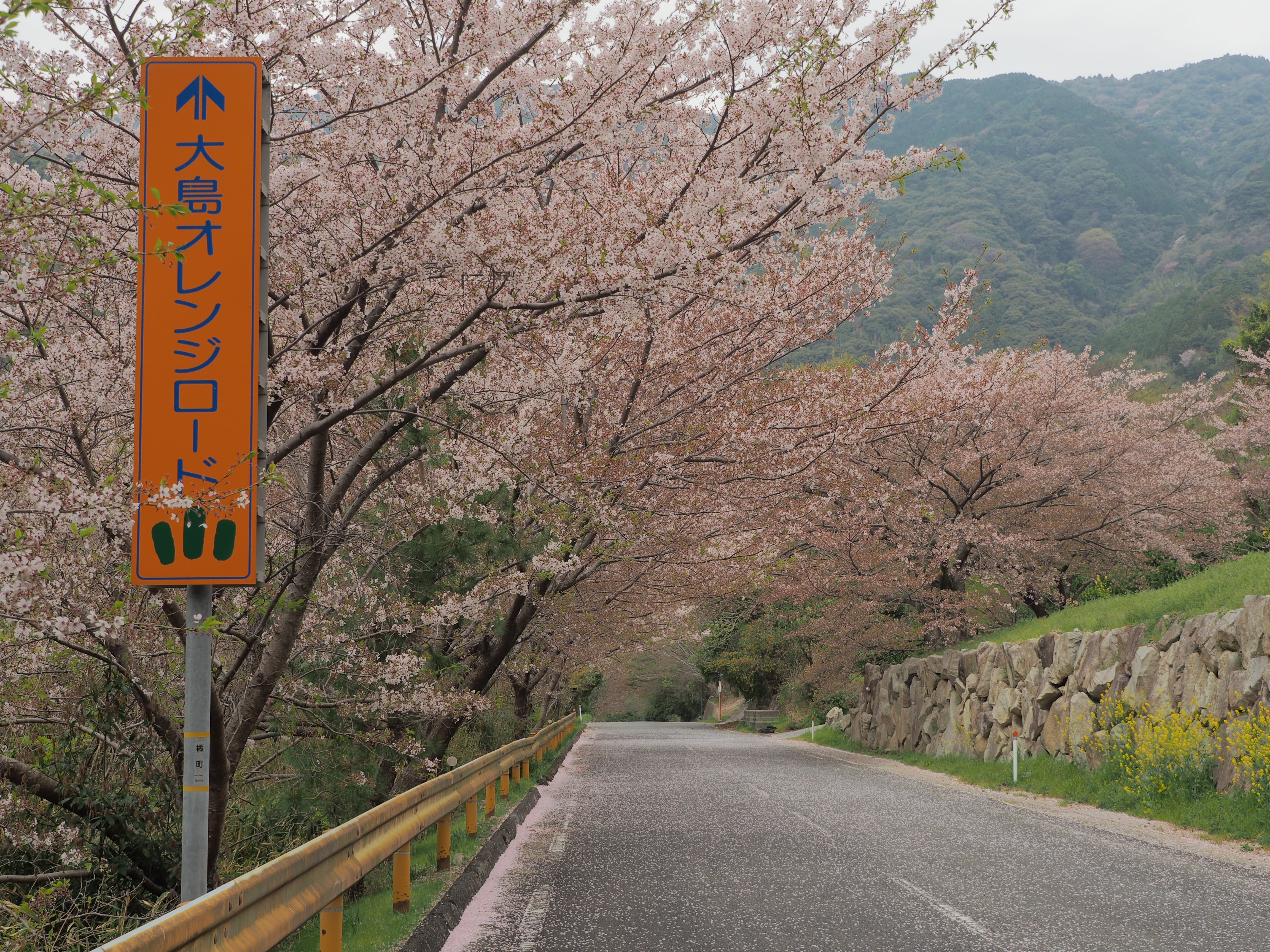 オレンジロードの桜（2025年） - 周防大島町公式ホームページ