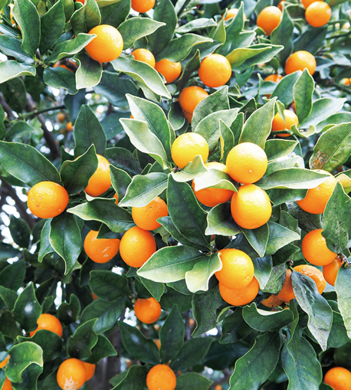 黄金色の実たわわ 渋沢 小室さん家の金柑の木 | 秦野 | タウンニュース