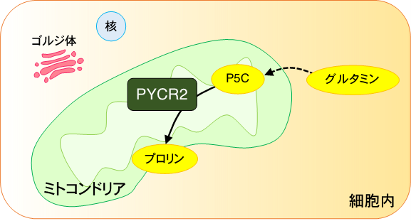 小児神経難病に関わるミトコンドリアの異常を解明〜脳内グリア細胞変性
