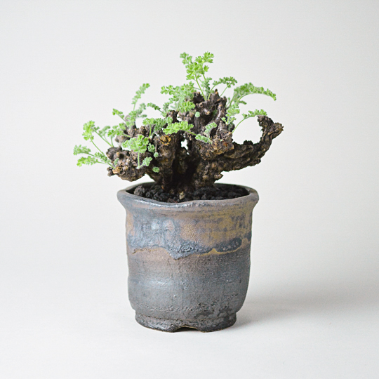 Gun&Gold Pot + ペラルゴニウム・アルテルナンス | 多肉植物・特別な鉢