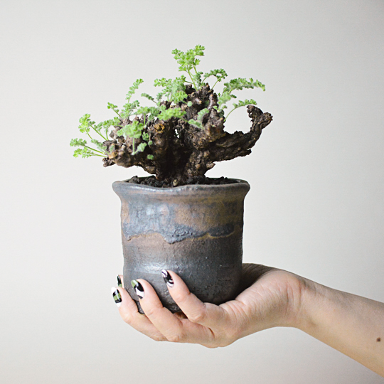 Gun&Gold Pot + ペラルゴニウム・アルテルナンス | 多肉植物・特別な鉢