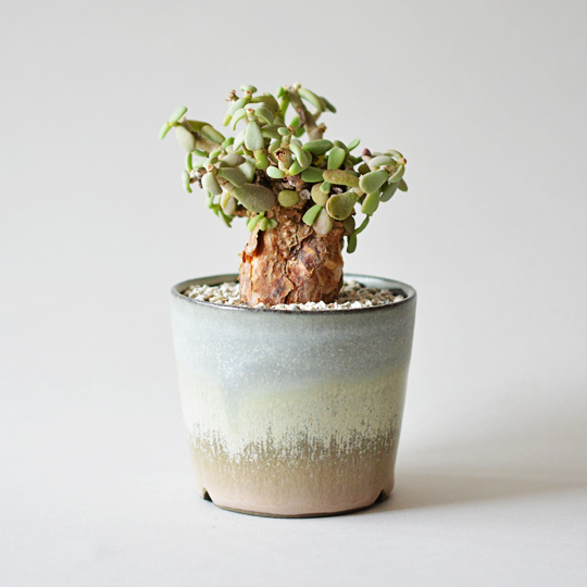 ケラリア・ピグマエア | 多肉植物・特別な鉢の販売 | トーキー | TOKY