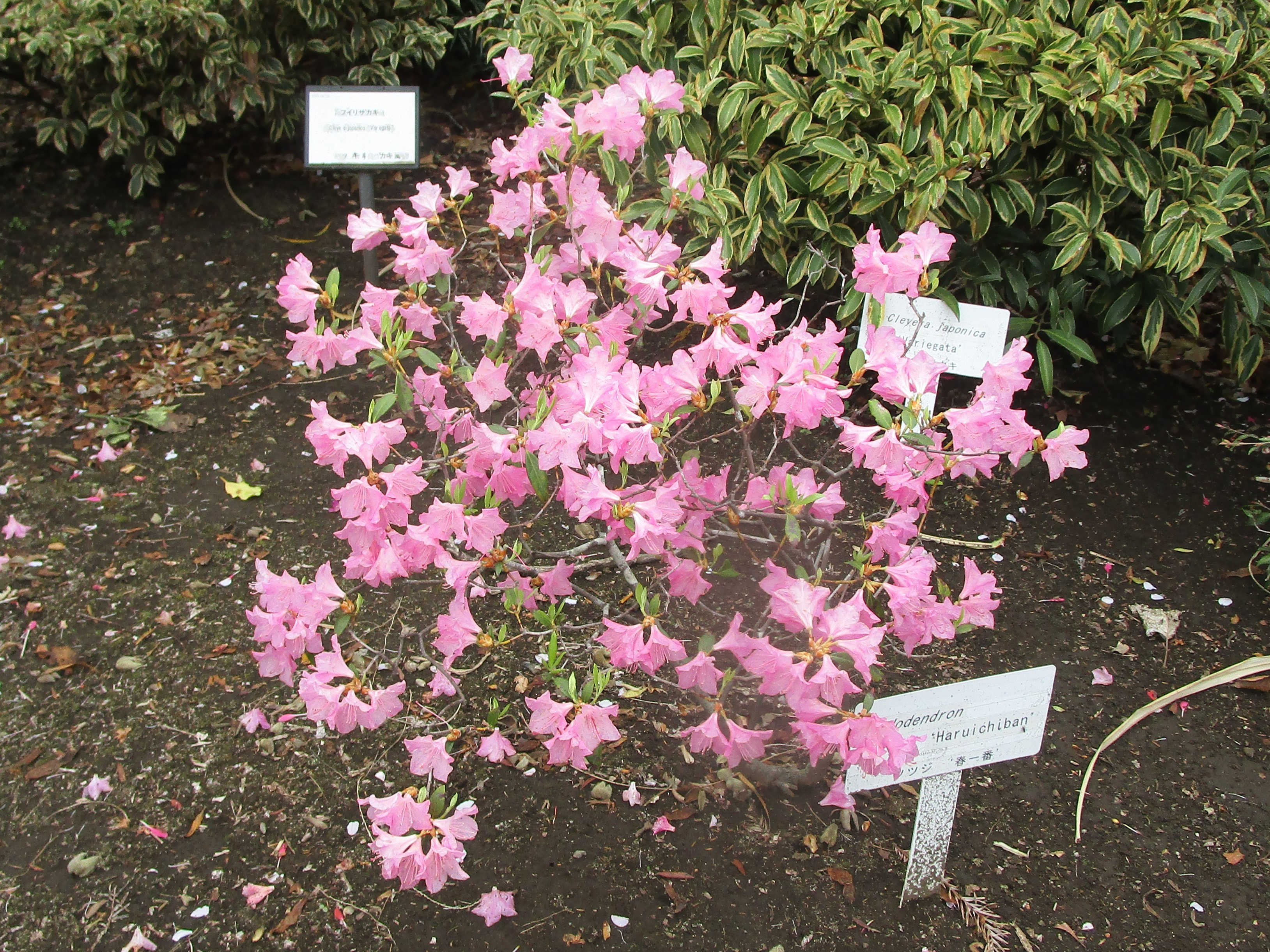 ツツジ '春一番' - 東京都農林水産振興財団ホームページ