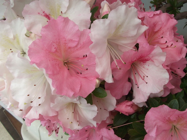 暁天 さつき サツキ ミニ盆栽 盆栽 小品盆栽｜東京盆栽 c-masa-6554