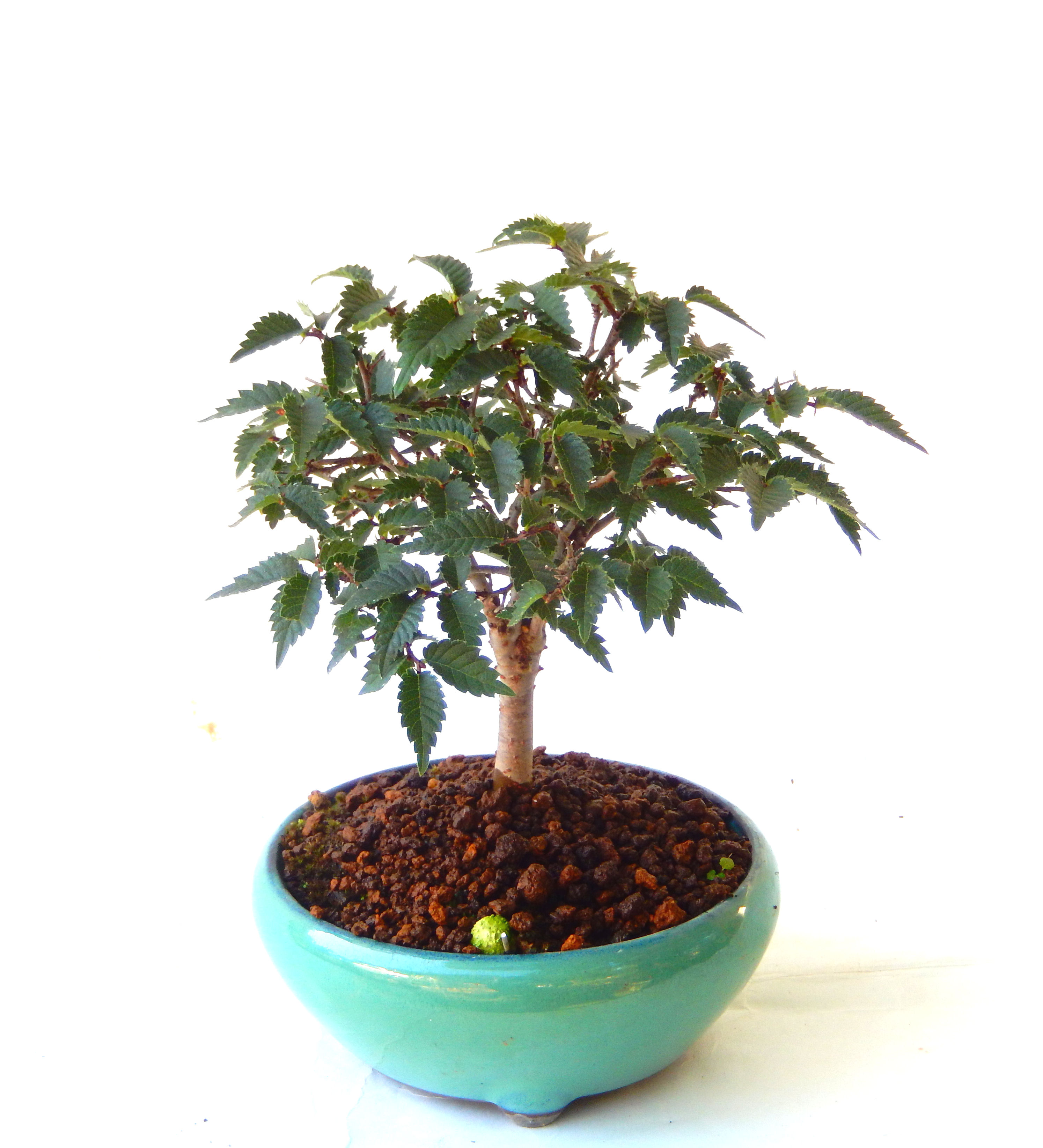 杉 盆栽 屋久島杉｜東京盆栽｜a-masa-103jyoumonsugi2011