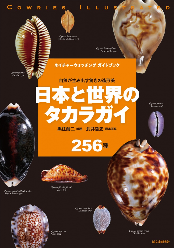海の宝石”タカラガイの魅力に迫る決定版！『日本と世界のタカラガイ