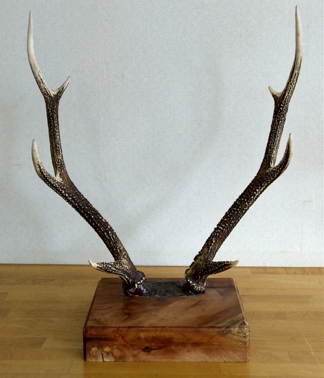鹿の角　台座付き 鹿の角・台座付オブジェ【送料込み】 | <遠野市場> 岩手の名産 通販