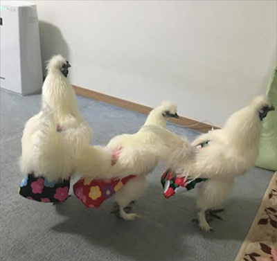 トリトレット®さんという選択肢 | 鳥さんのおしめ