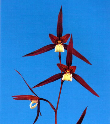 寒蘭-26122-5H4 38 土佐茜雲×力王 No:3753土佐茜雲 - 寒蘭/山野草販売