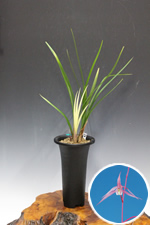 寒蘭商品リスト(2024年7月1日)【東美園】