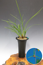 寒蘭商品リスト(2024年7月1日)【東美園】