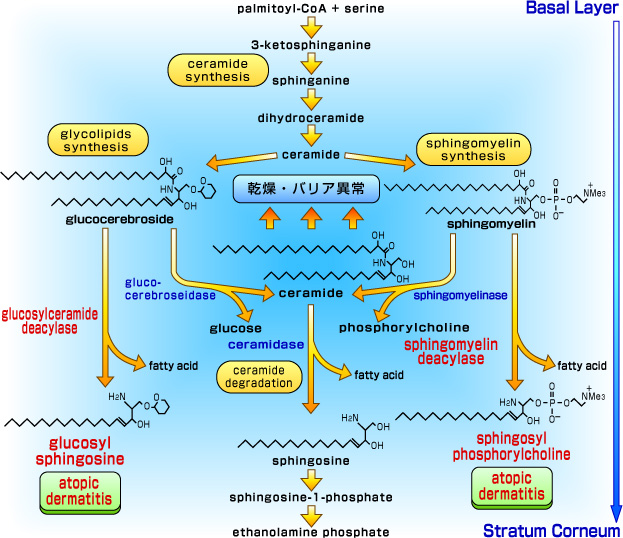 皮膚加齢メカニズムの解明と皮膚アンチエイジング創生プロジェクト