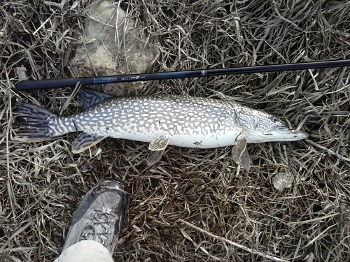 NISSIN プロミネント チヌ 0.8-450 PROMINENT チヌ | (株)宇崎日新