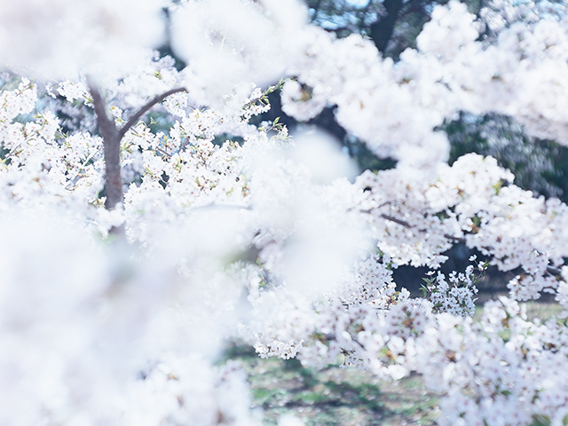 Botanical Books8桜を撮る一期一会のまなざし『SAKURA』 - NOEVIR