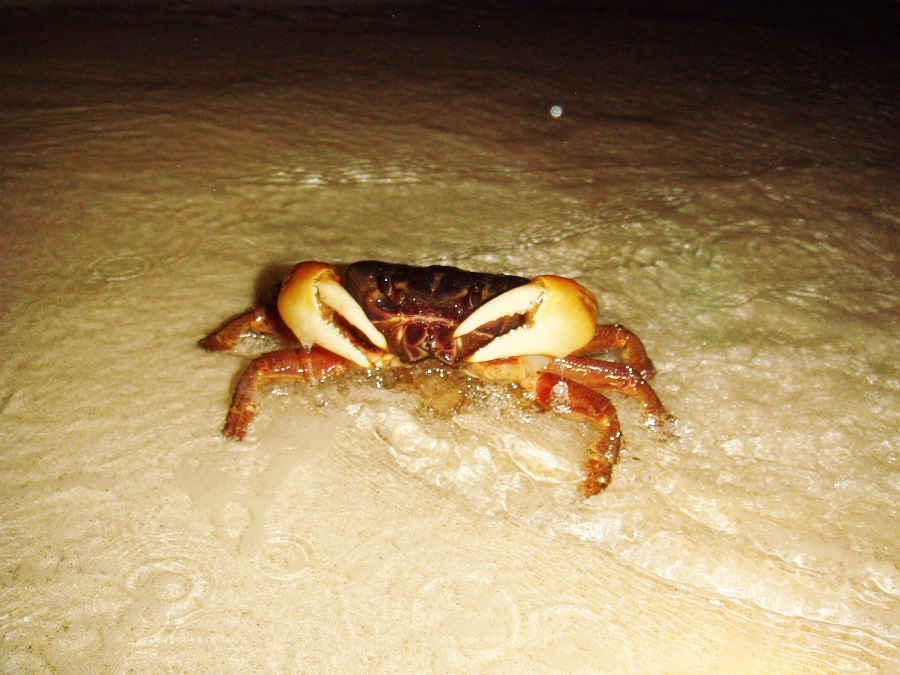 満月の夜の神秘。宮古島でオカガニの産卵を観察 - ニュース | たびらい