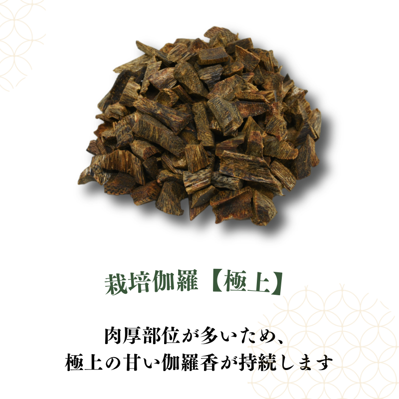 栽培伽羅・沈香【数量限定】