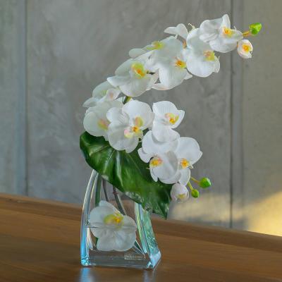 EMILIO ROBBA（エミリオ・ロバ） | ファレノプシス（胡蝶蘭