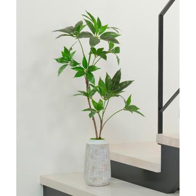 EMILIO ROBBA（エミリオ・ロバ） | グリーン（観葉植物） | リビング