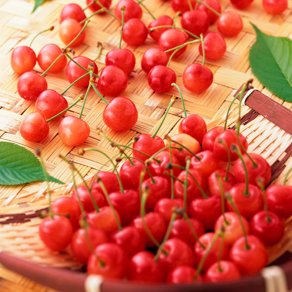 母の日】1本でも実がなる 鉢付きさくらんぼ | 商品詳細 | 高島屋