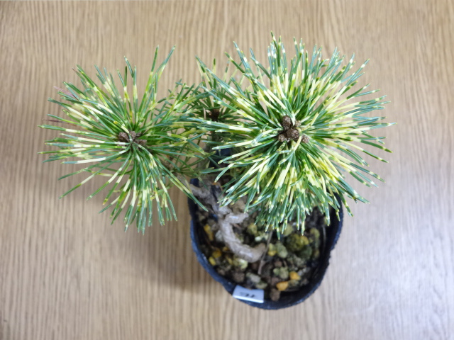 盆栽の販売通販（斑入五葉松 花火(5)） 株式会社 原田園芸（原田園芸）