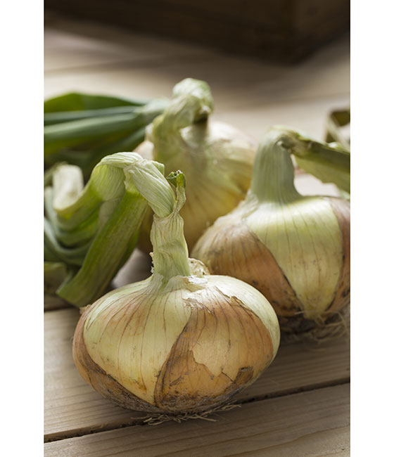 マッハ タマネギ ｜ 品種カタログ ｜ タキイの野菜【タキイ種苗】