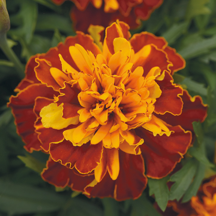 マリーゴールド ｜ 品種カタログ ｜ 調べる ｜ タキイ種苗株式会社