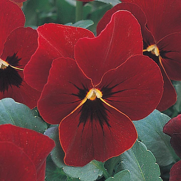 パンジー ｜ 品種カタログ ｜ 調べる ｜ タキイ種苗株式会社