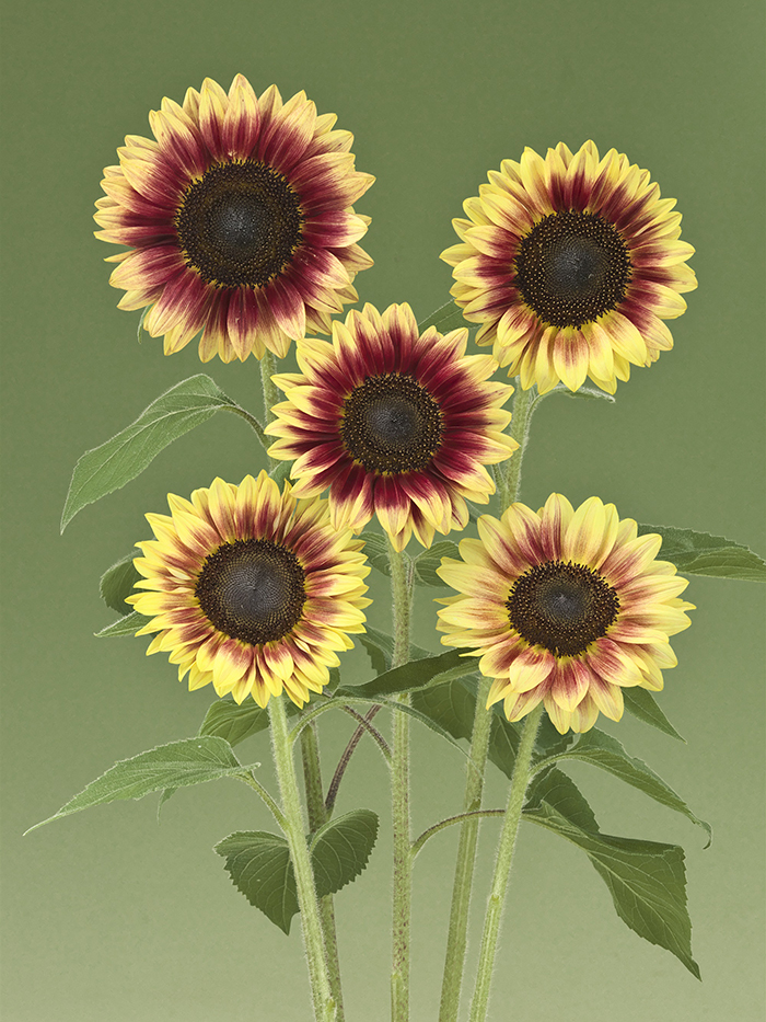 ひまわり「サンリッチ ライチLD」を新発売 | インフォメーション