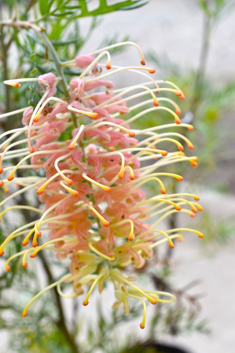 グレヴィレア ピーチズアンドクリーム｜メラレウカの生産販売 タナカ園芸