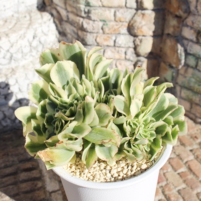 碧浪,碧浪販売,碧浪通販,碧浪通販,碧浪殖やし方,碧浪育て方