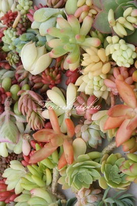 多肉植物の激安通販,多肉植物の激安販売,サボテンの激安販売,多肉植物