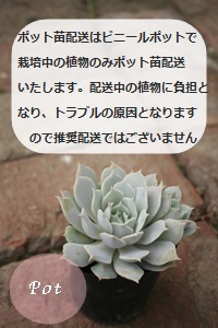 碧浪,碧浪販売,碧浪通販,碧浪通販,碧浪殖やし方,碧浪育て方