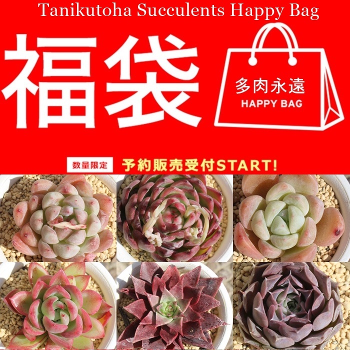 2026多肉福袋 ハッピーバック販売,多肉植物 レア福袋通販,ハオルチア