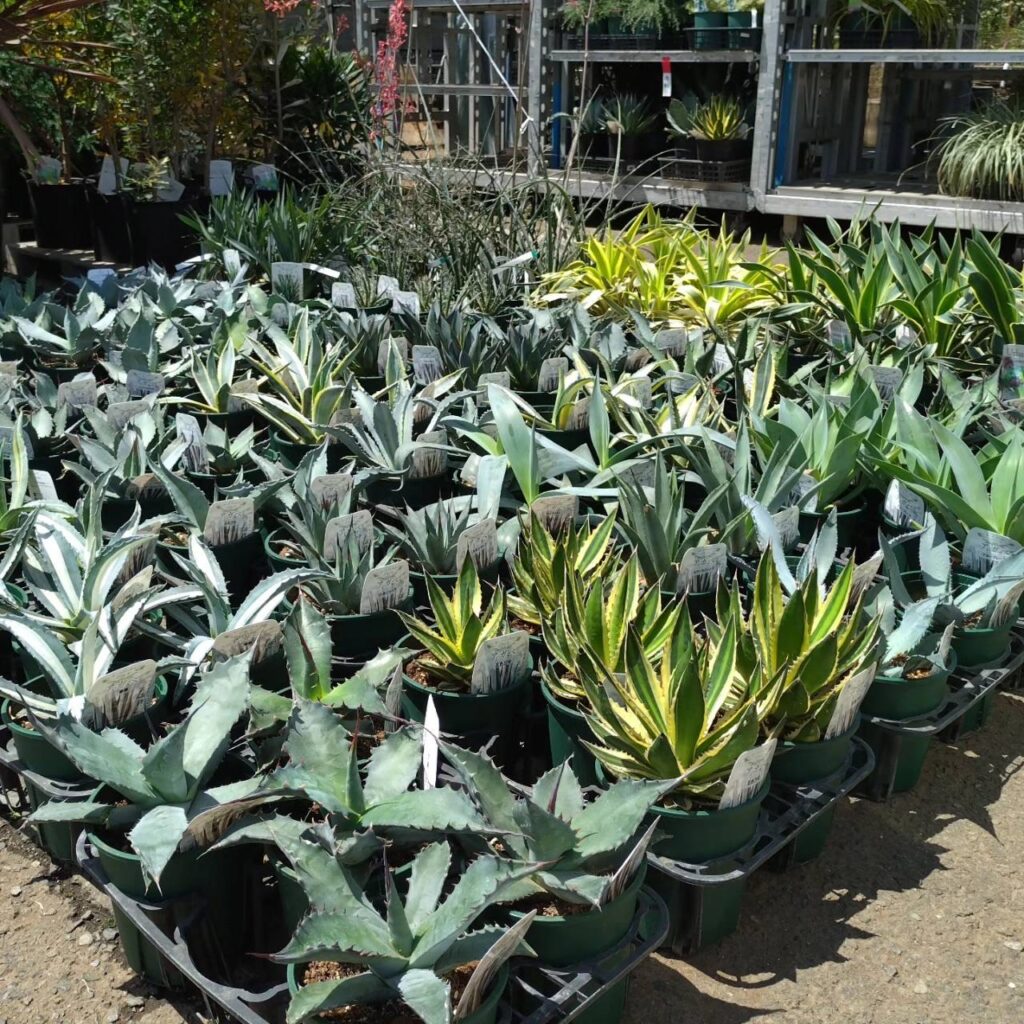 本店】耐寒性アガベ＆ドライガーデンフェア🌿 | ザ・ガーデンの園芸
