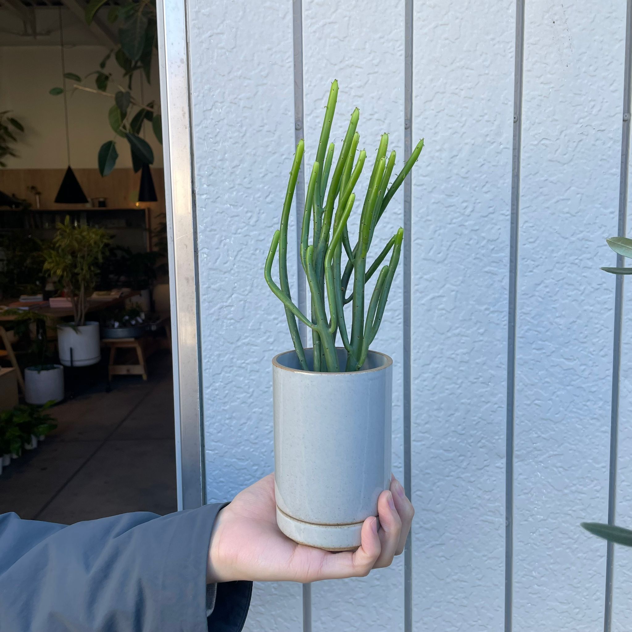 ミニ ユーフォルビア・オンコクラータ I インドアプランツ I プラント