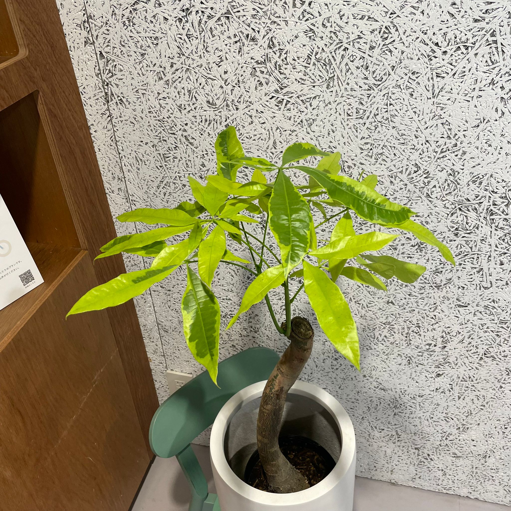 パキラ ムーンライト I インドアプランツ I プラントソサエティ