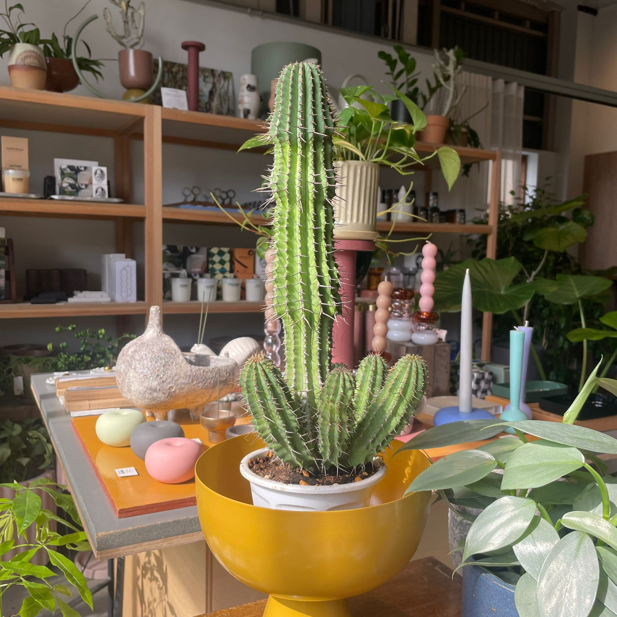 グロエネワルディ I インドアプランツ I プラントソサエティトーキョー