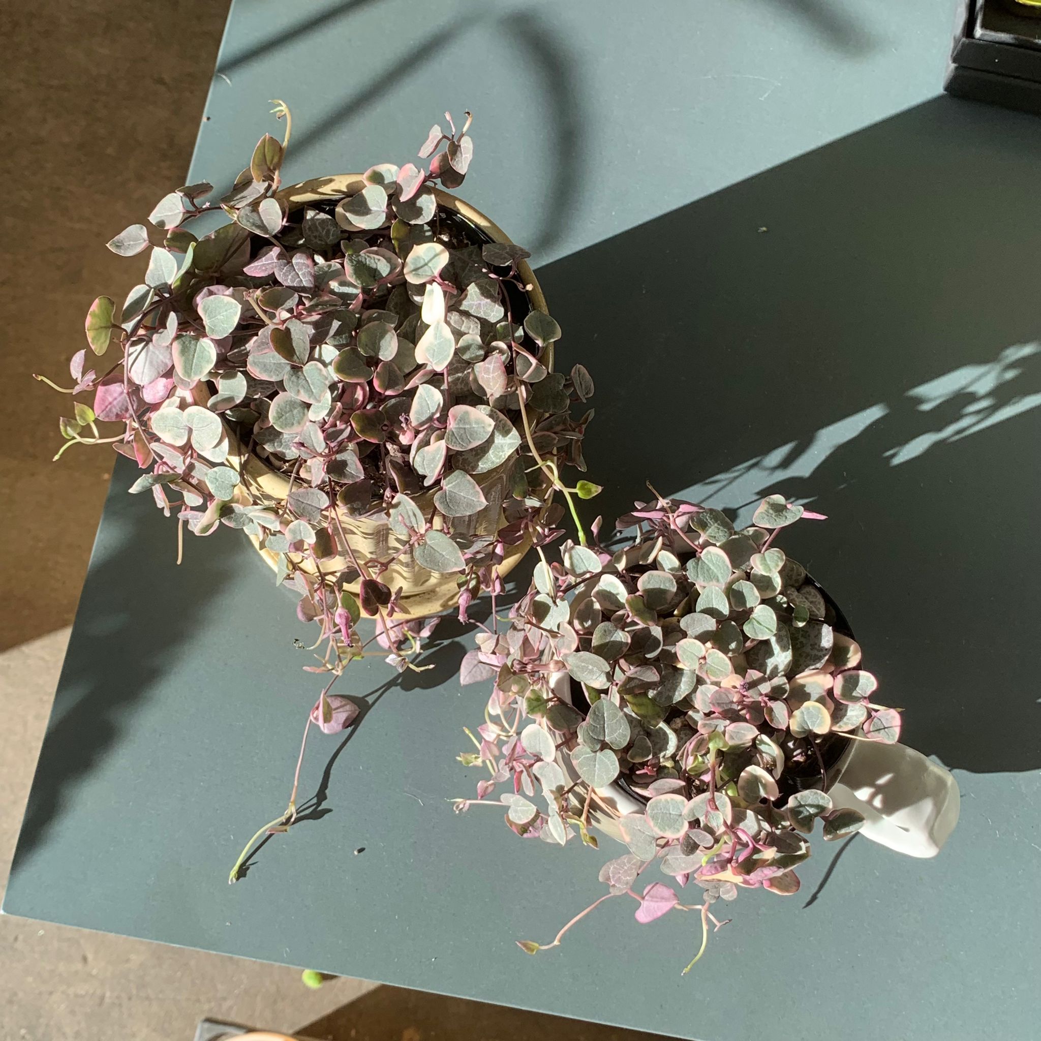 Heart vine ハートカズラ I インドアプランツ I プラントソサエティ