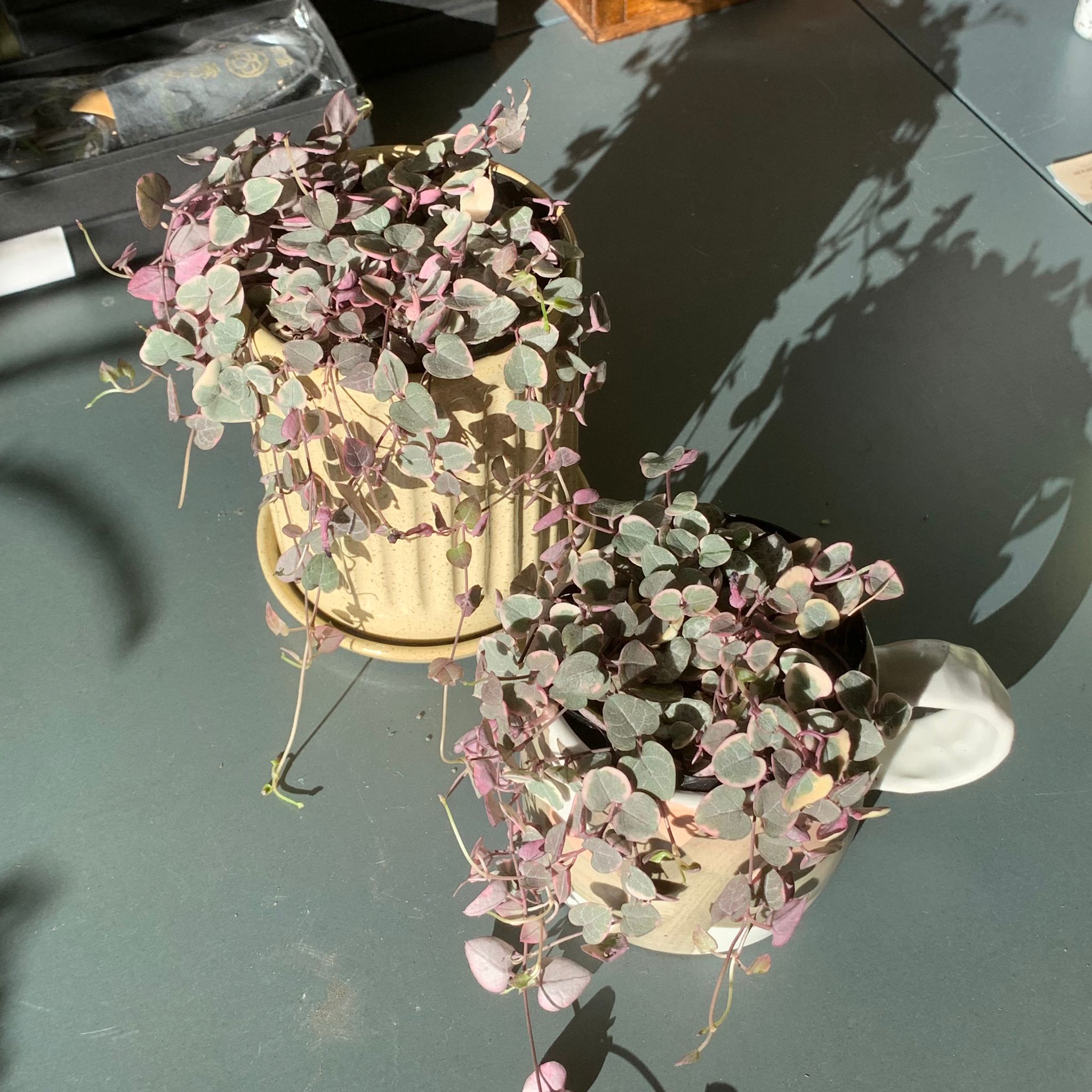 Heart vine ハートカズラ I インドアプランツ I プラントソサエティ