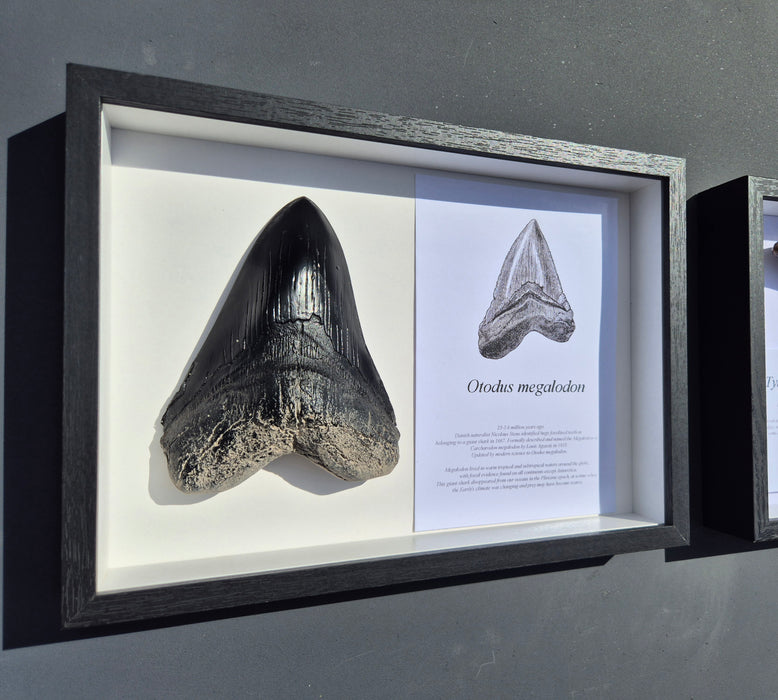 Framed Edition Otodus megalodon Tooth Cast A4 — The Prehistoric Store