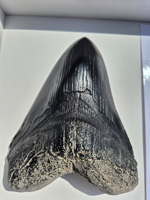 Framed Edition Otodus megalodon Tooth Cast A4 — The Prehistoric Store