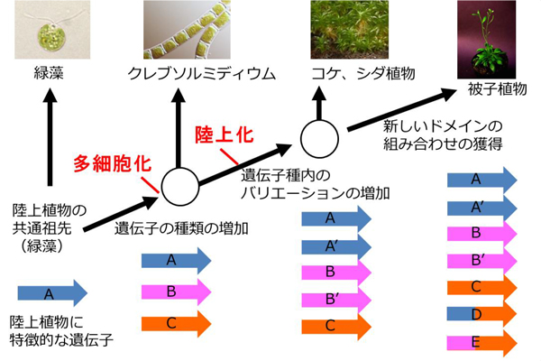 藻類から陸上植物への進化をつなぐ車軸藻植物のゲノム配列を解読