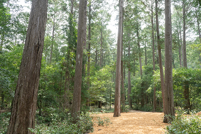 日本の森林を感じる香り 檜（ひのき）精油｜Natural & Organic LIFE
