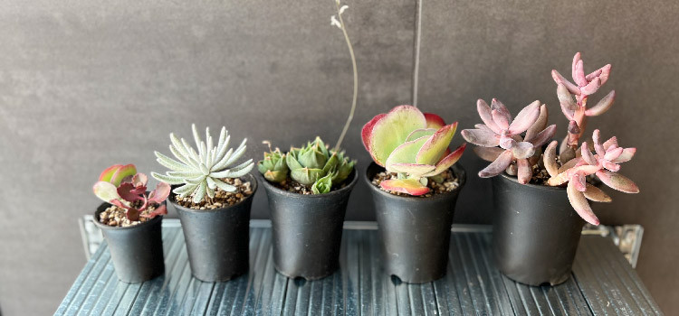 Top【選抜株】多肉植物 16750ブラック デビル 24個 鉢無し/脱土 多肉植物・