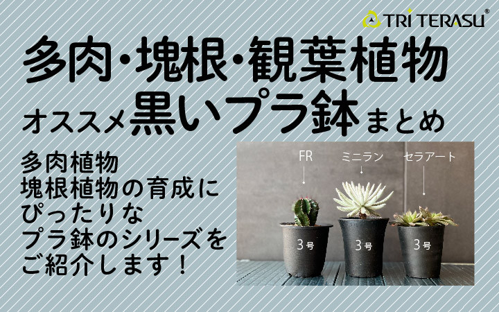 多肉植物・塊根植物・観葉植物におすすめのプラ鉢 サイズ展開の多い黒
