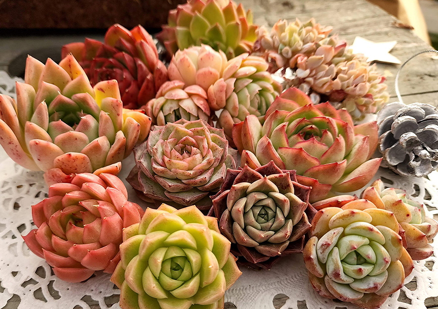 トロピカルガーデン オフィシャルサイト