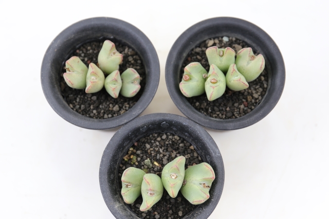 嵐山 実生 A0664☆コノフィツム メセン 多肉植物☆浦部陽向園