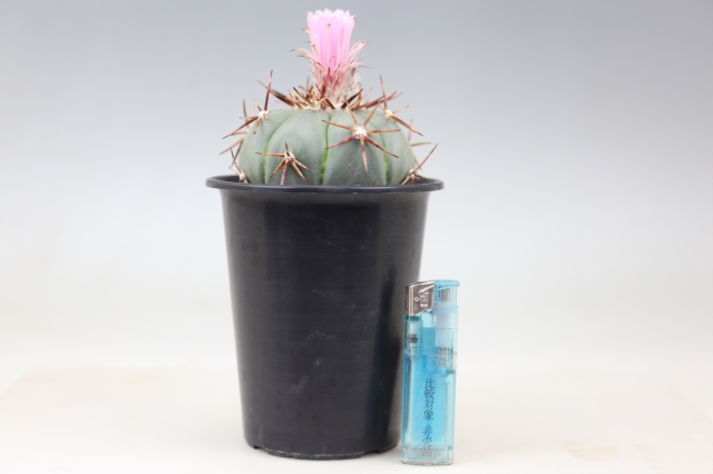 尖紅丸 実生 A0780☆エキノカクタス サボテン☆浦部陽向園