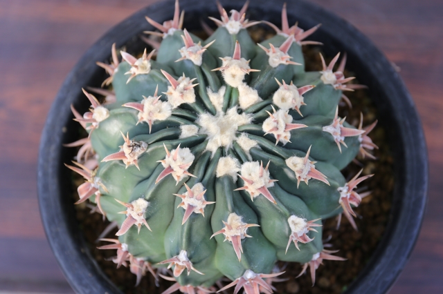 綾波 狂刺type（武蔵） 実生 A0955☆ホマロケファラ サボテン☆「送料