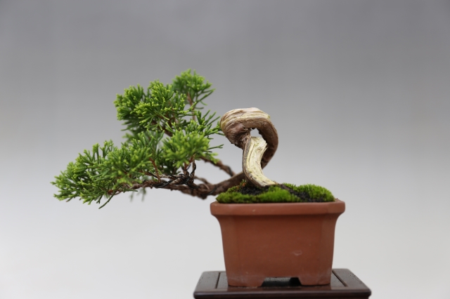 糸魚川真柏 A0276☆松柏類 真柏 ミニ盆栽☆「送料無料」浦部陽向園